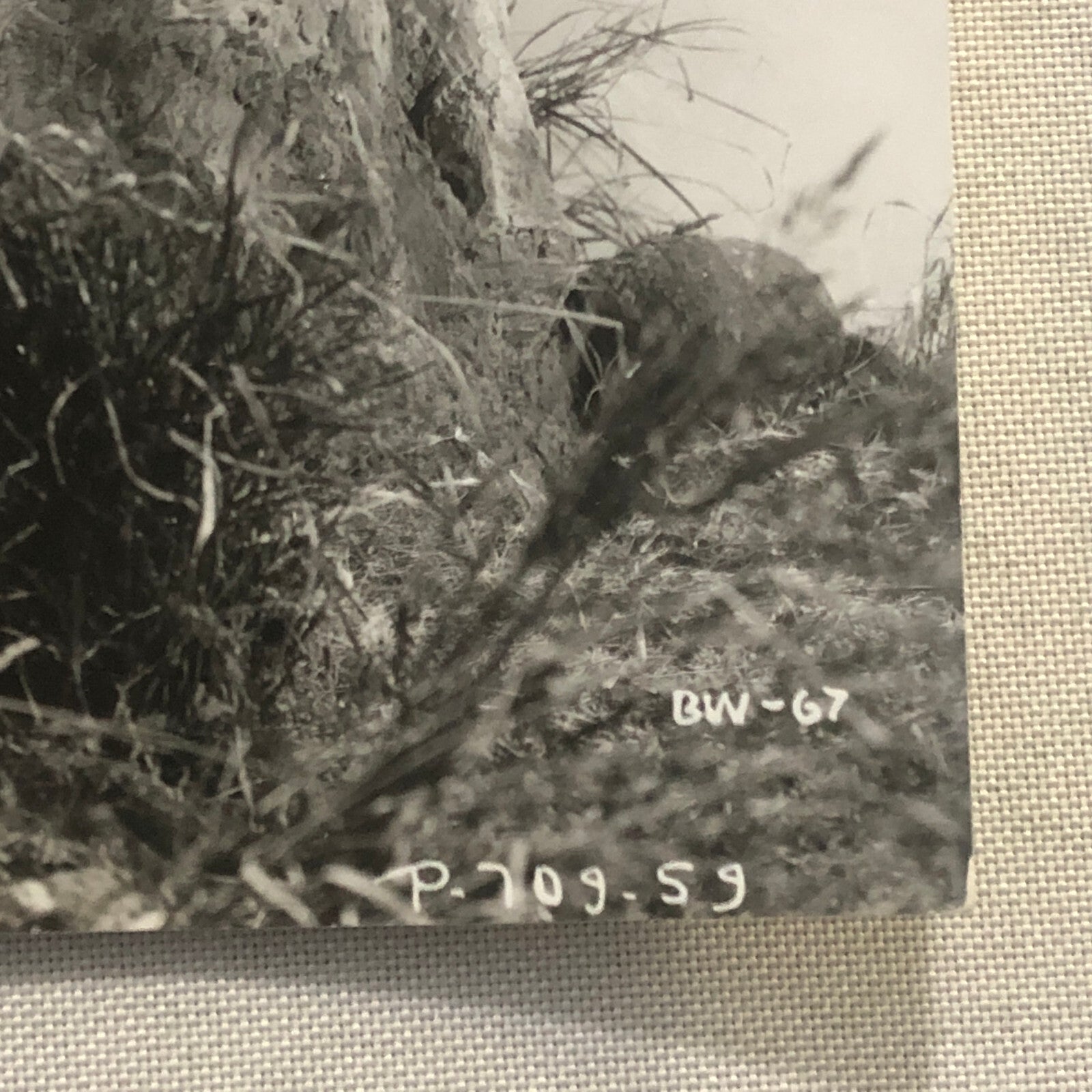 Vintage Movie Still Photo Photograph Print Actor Actress Clive Brook