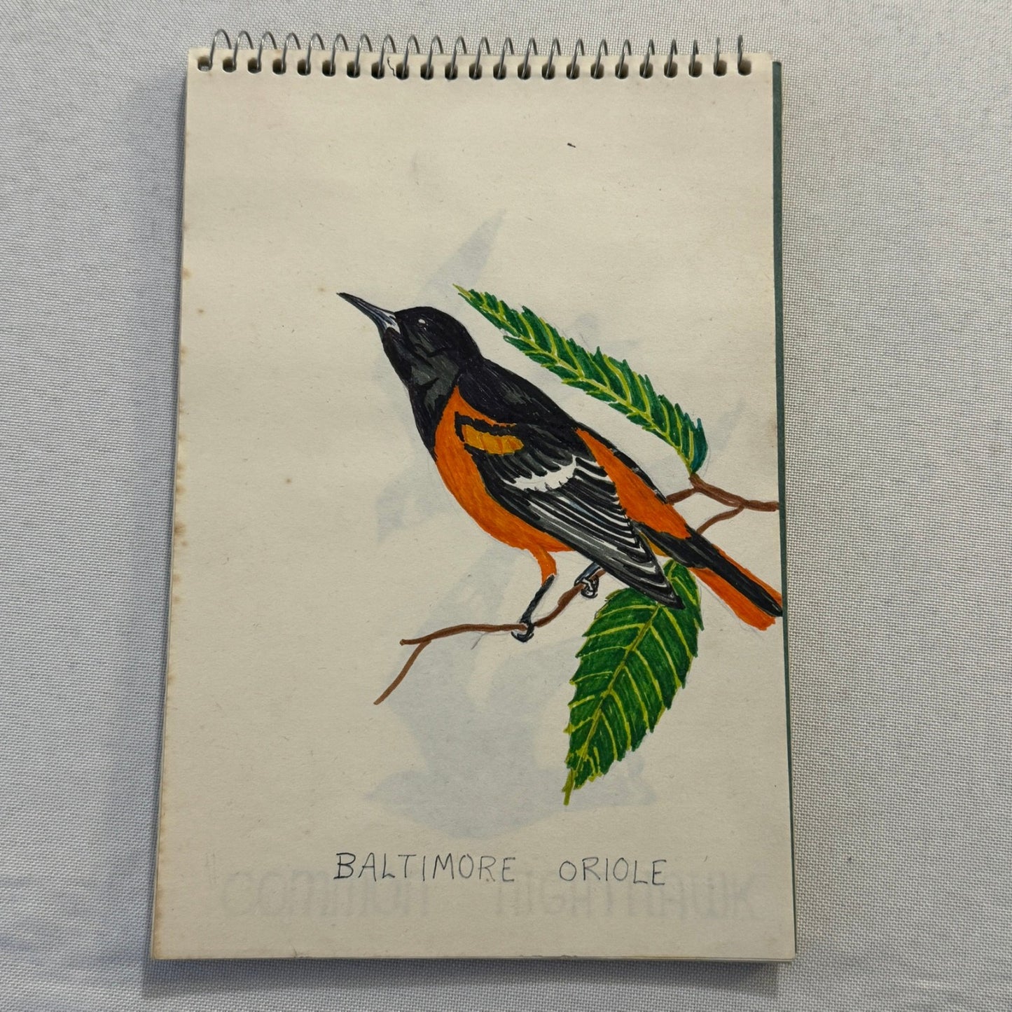 Vintage Bird Art Illustration Sketchbook Baltimore Oriole Grosbeak Nighthawk