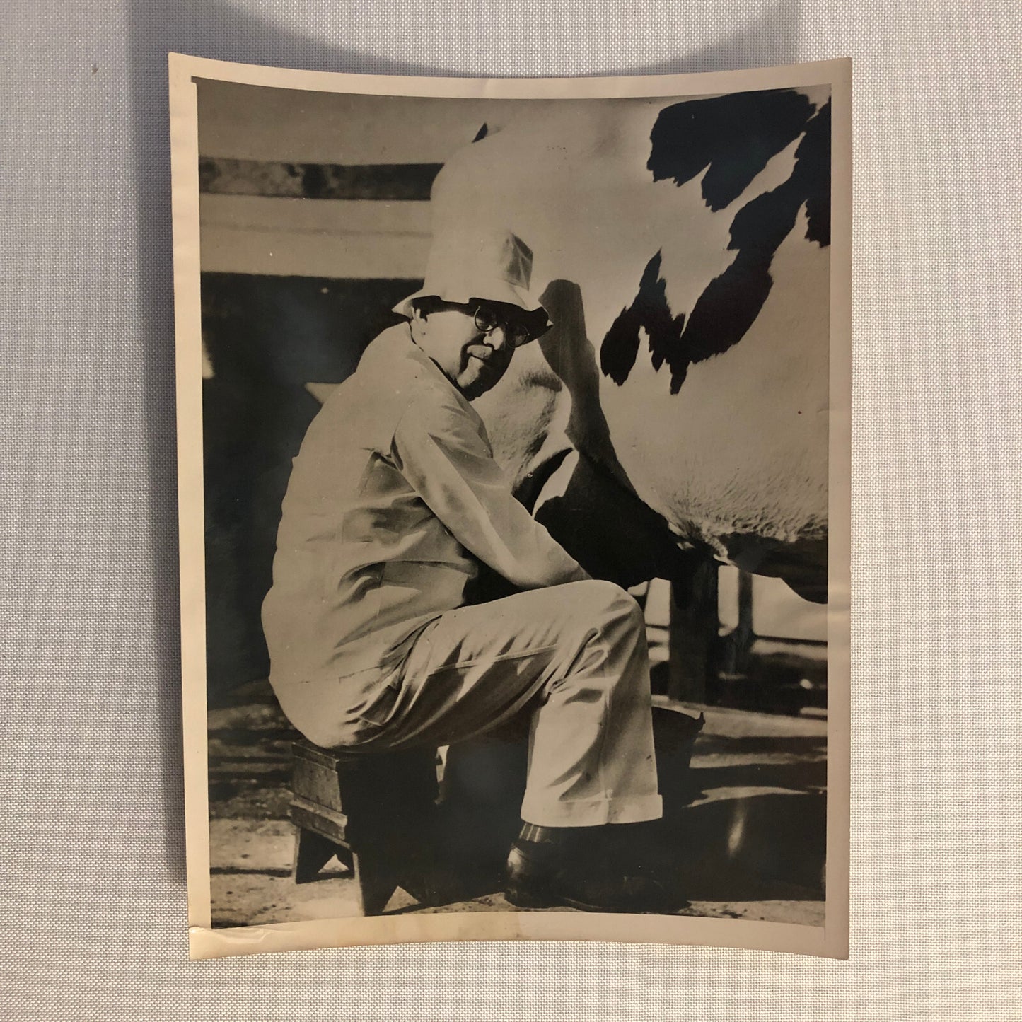 Press Photo Photograph Mayor of Oakland California Milking Cow Vintage