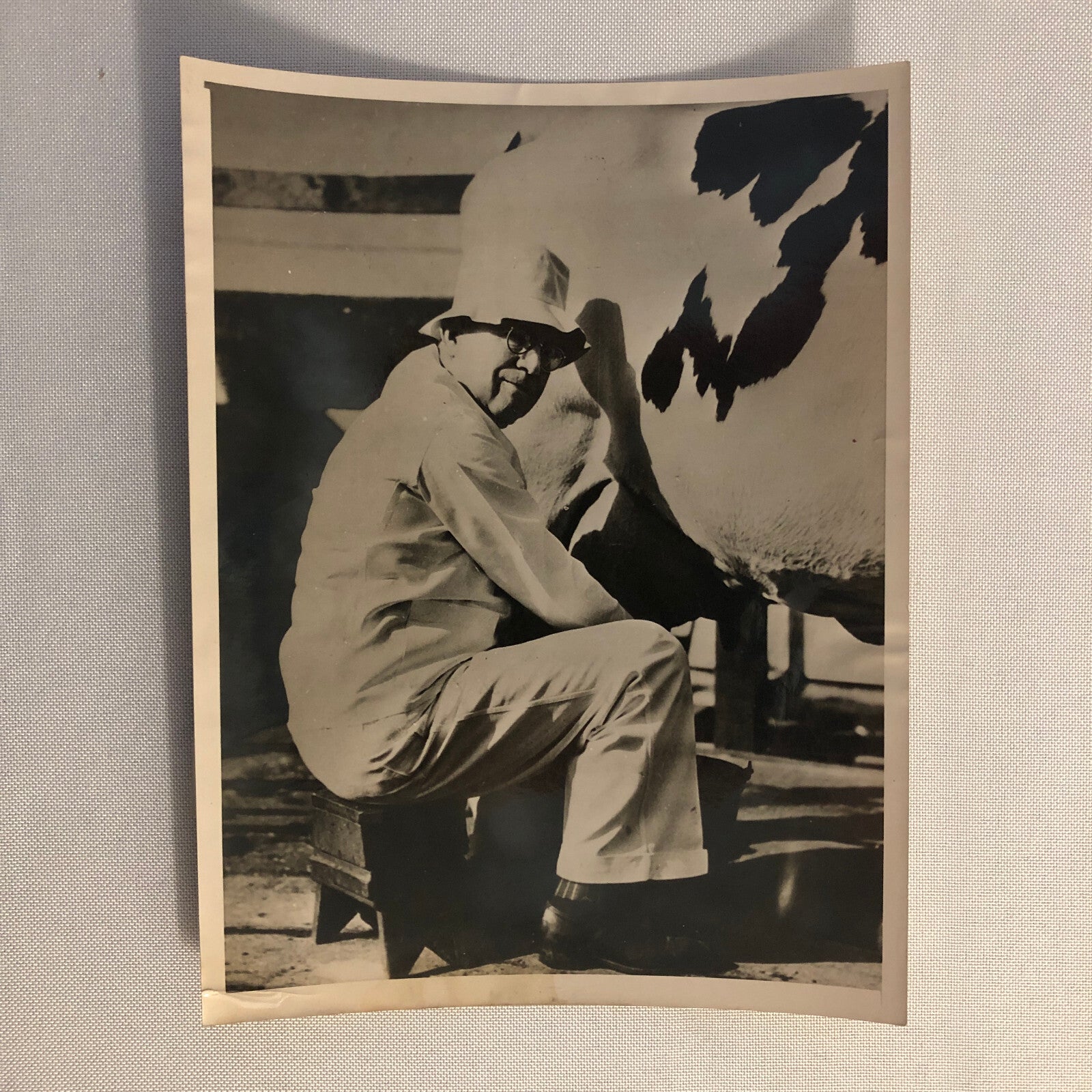 Press Photo Photograph Mayor of Oakland California Milking Cow Vintage