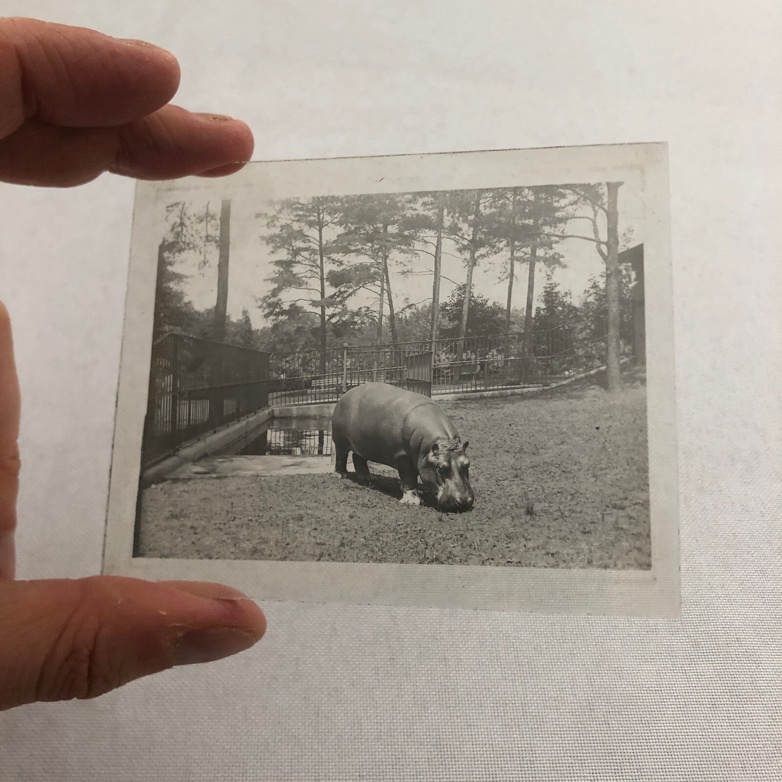 Glass Plate Lantern Slide Hippopotamus Hippo Animal Antique Vintage
