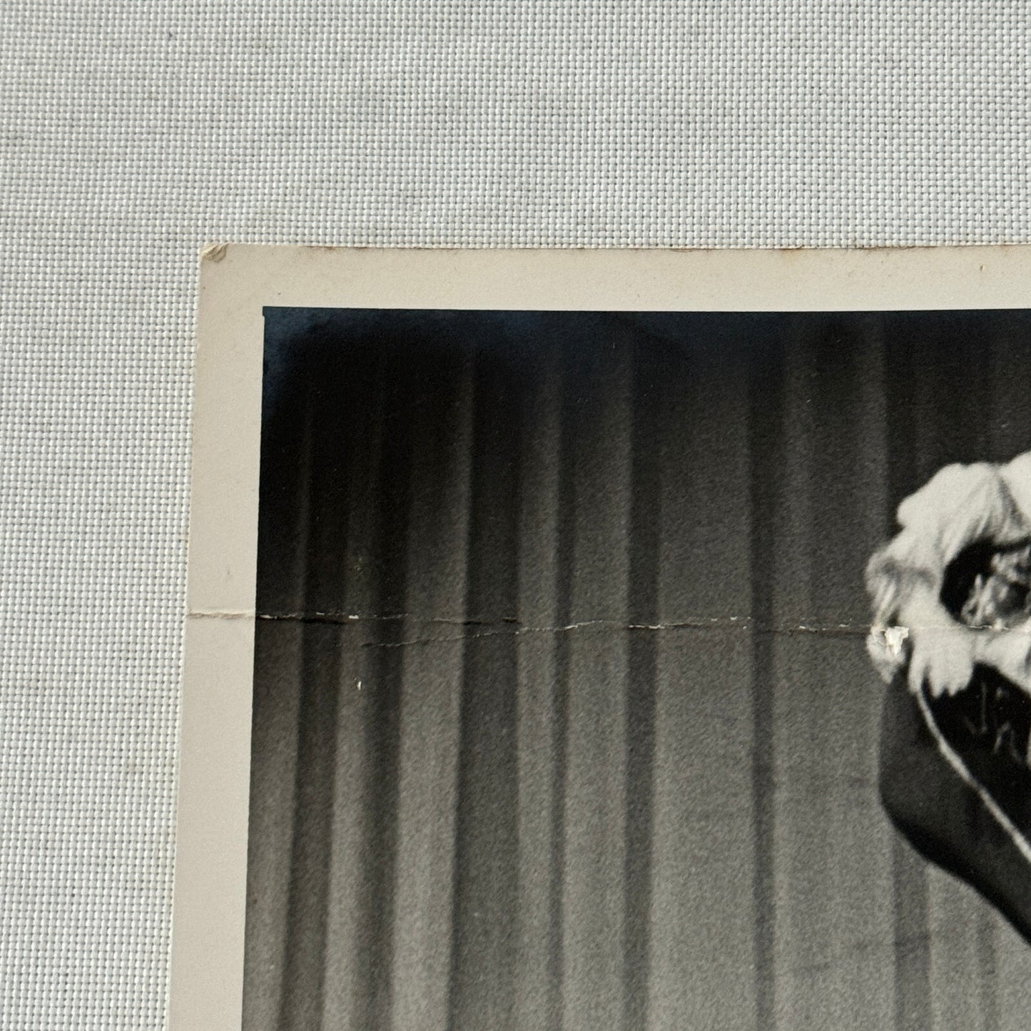 Vintage Circus Acrobat Tumbling Performer Act Photo Photograph Berlin 1953