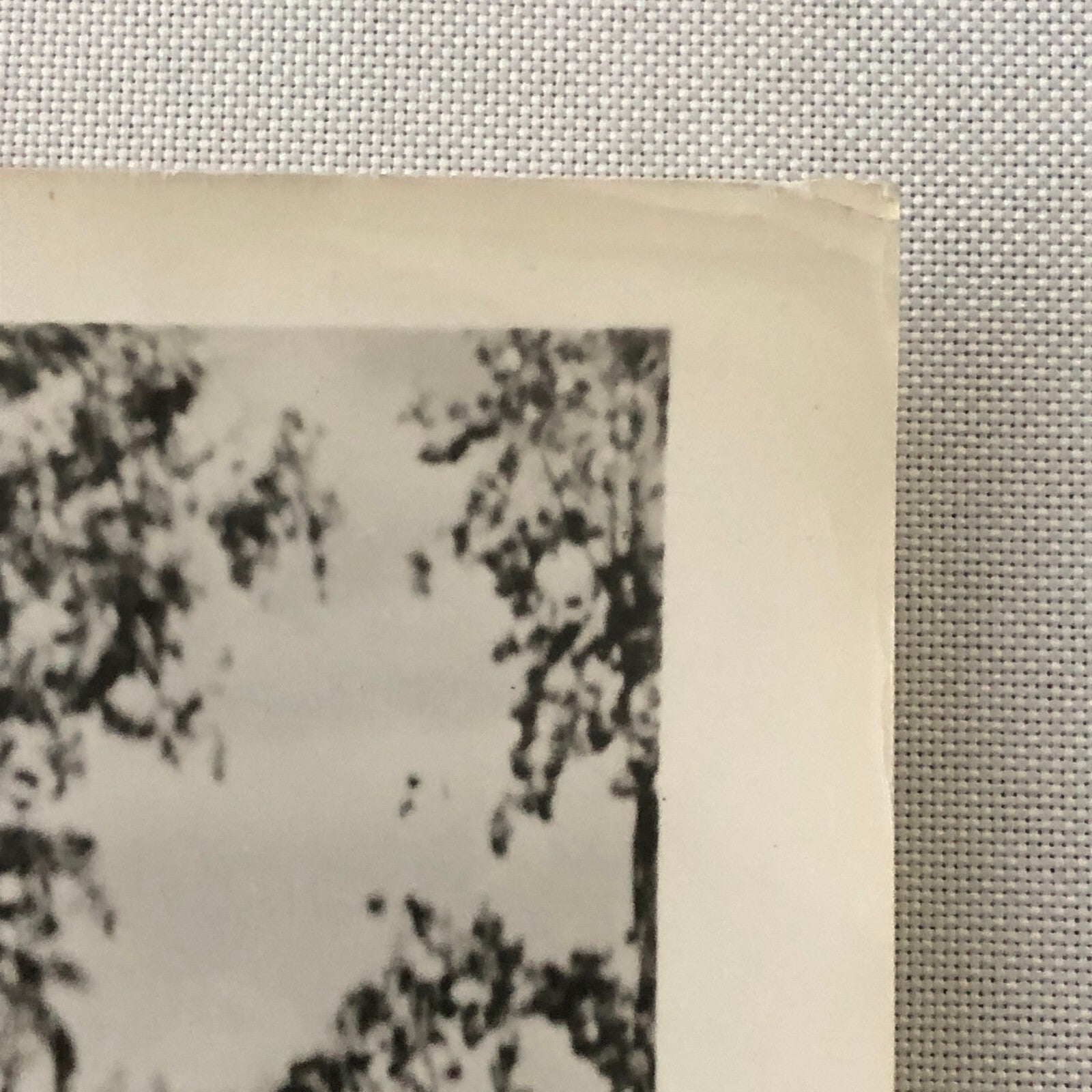 Vintage Movie Still Photo Photograph Print Dan Dailey Dennis Day June Haver