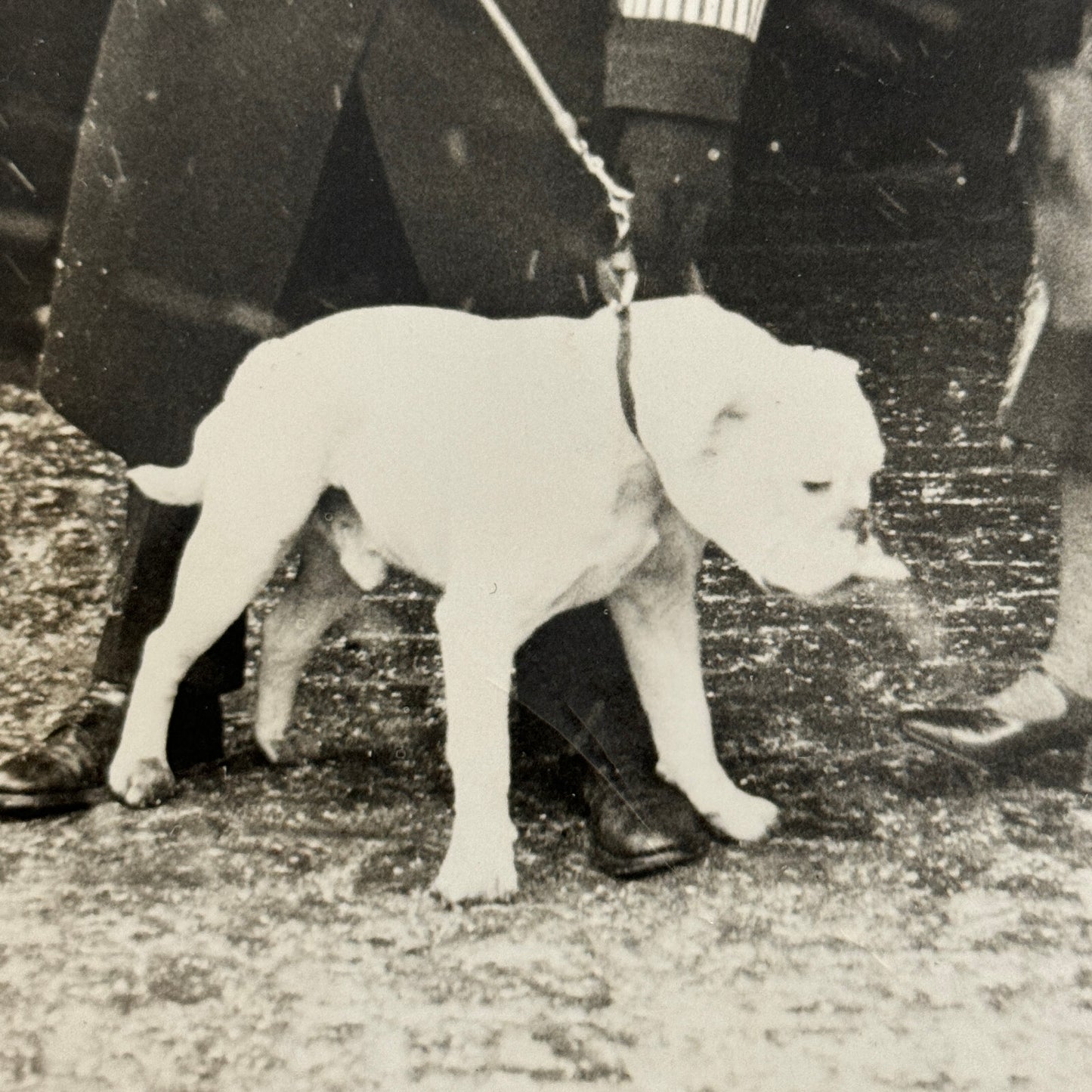 1932 British Dog Show Keystone Press Photo Photograph Crufts Dog Show