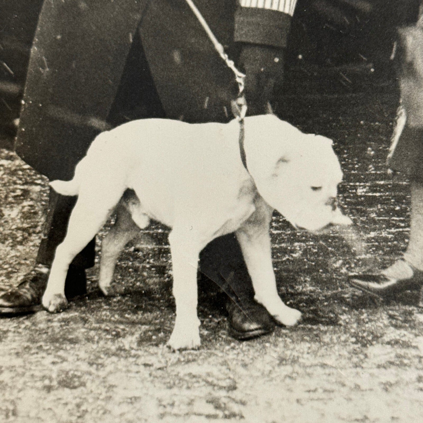 1932 British Dog Show Keystone Press Photo Photograph Crufts Dog Show