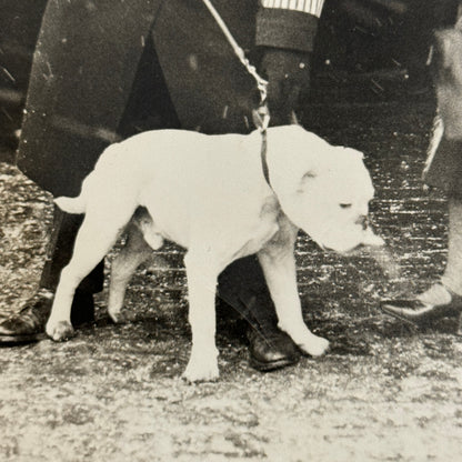 1932 British Dog Show Keystone Press Photo Photograph Crufts Dog Show