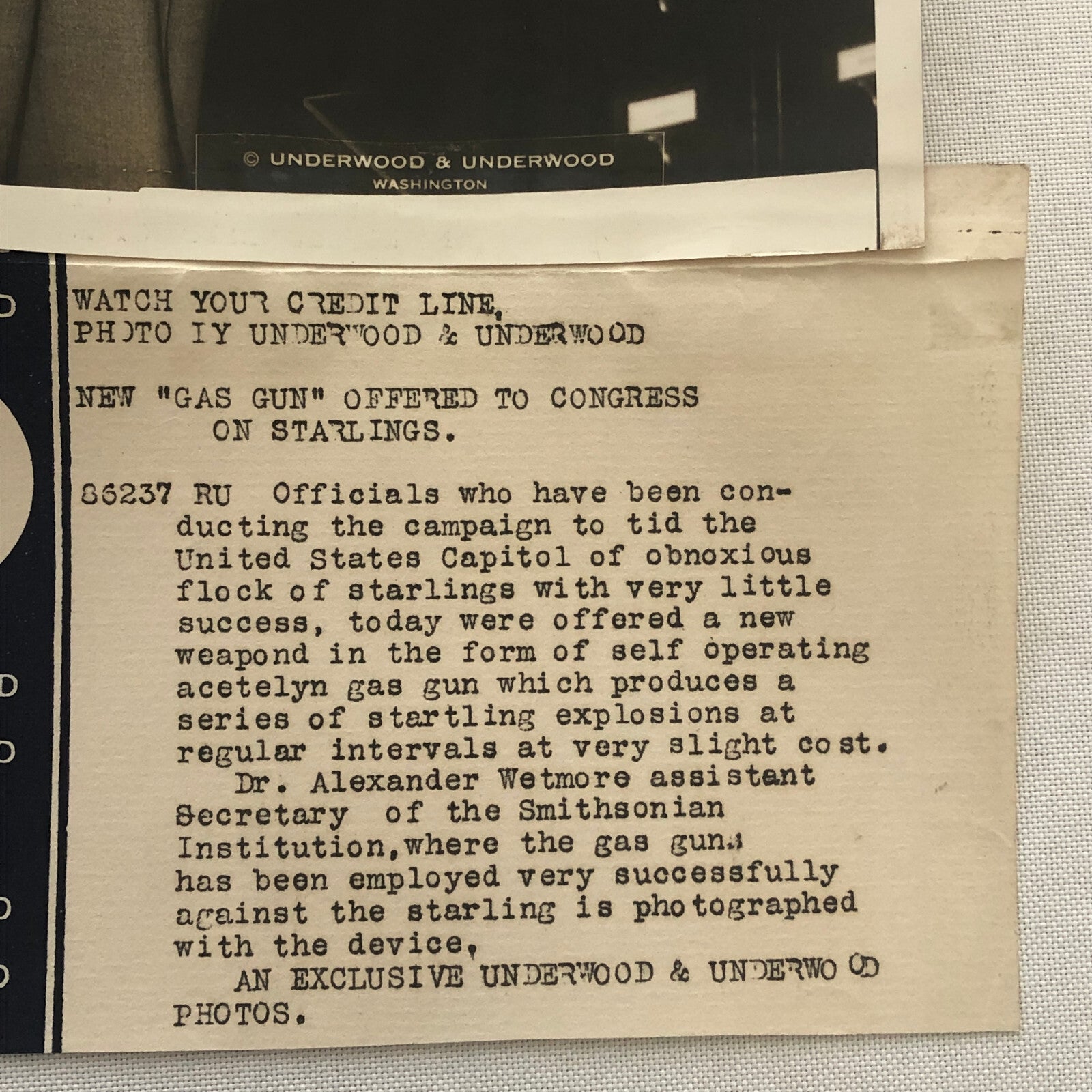 Press Photo Photograph Washington Gas Gun Proposal to Remove Starlings