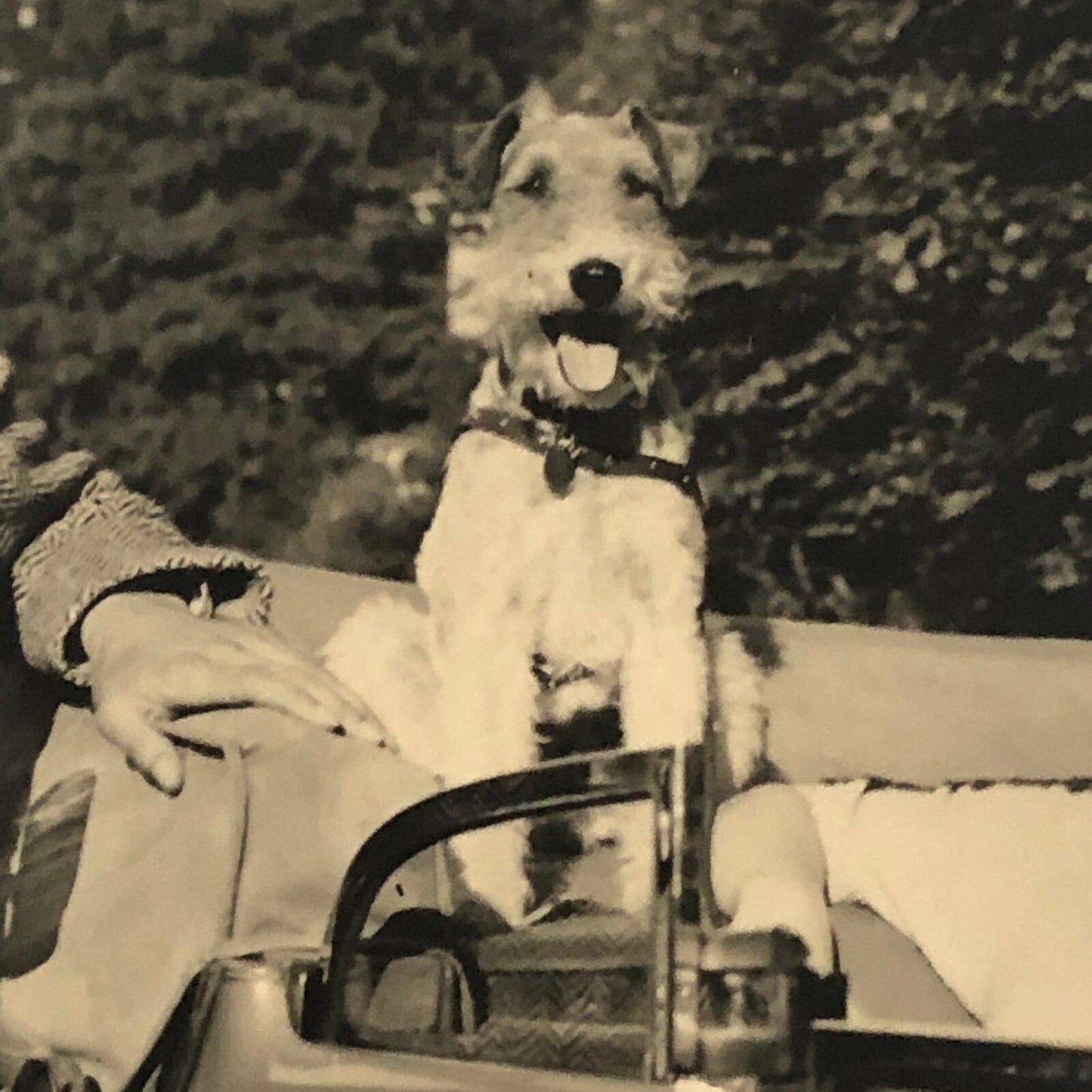 Vintage Photo Photograph Print Dog with Man and Woman in Car Automobile Germany