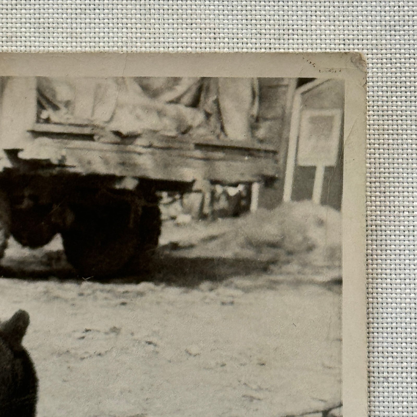 Vintage Photo Photograph Print Bear Cub with Truck