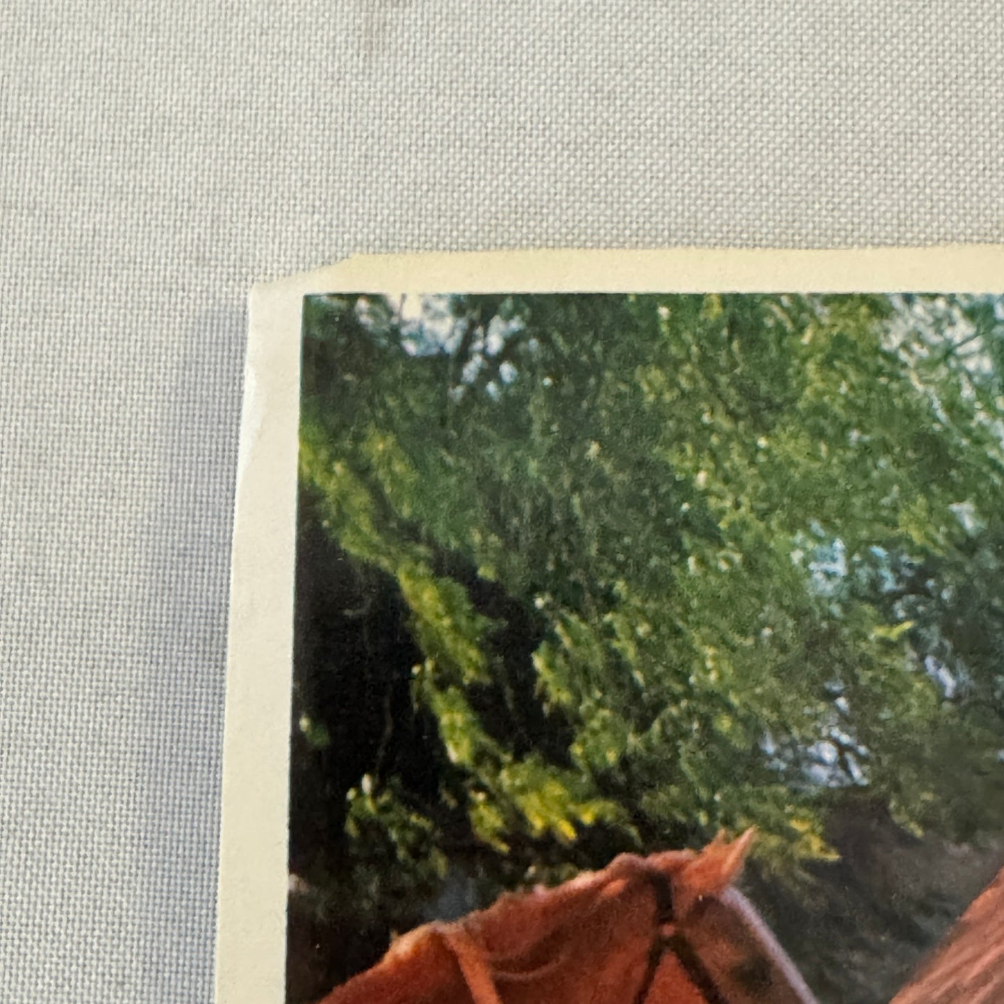 Vintage Movie Lobby Card Catlow El Oro de Nadie Spanish Film MGM