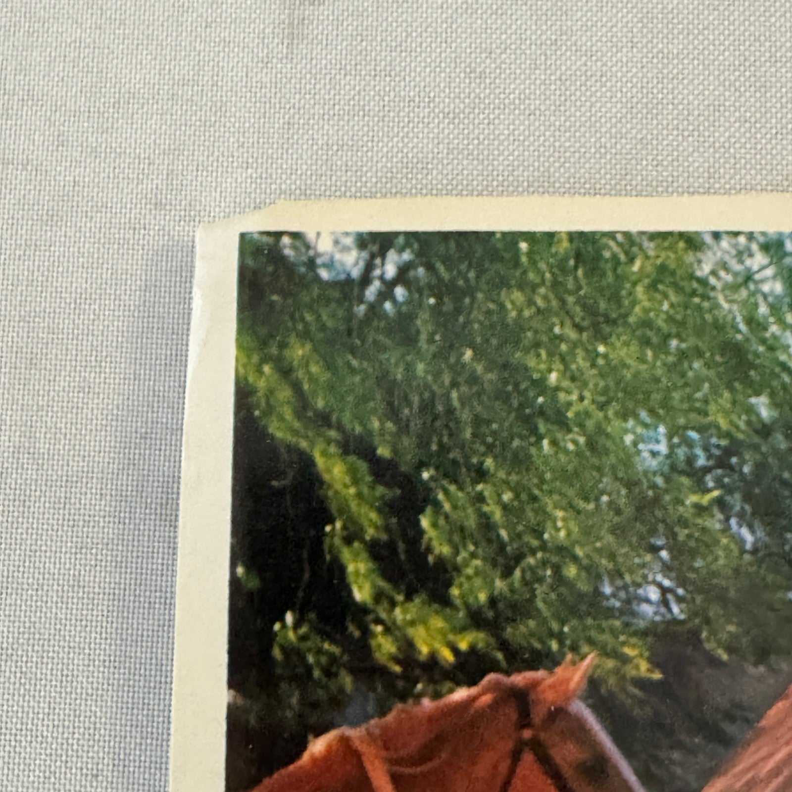 Vintage Movie Lobby Card Catlow El Oro de Nadie Spanish Film MGM