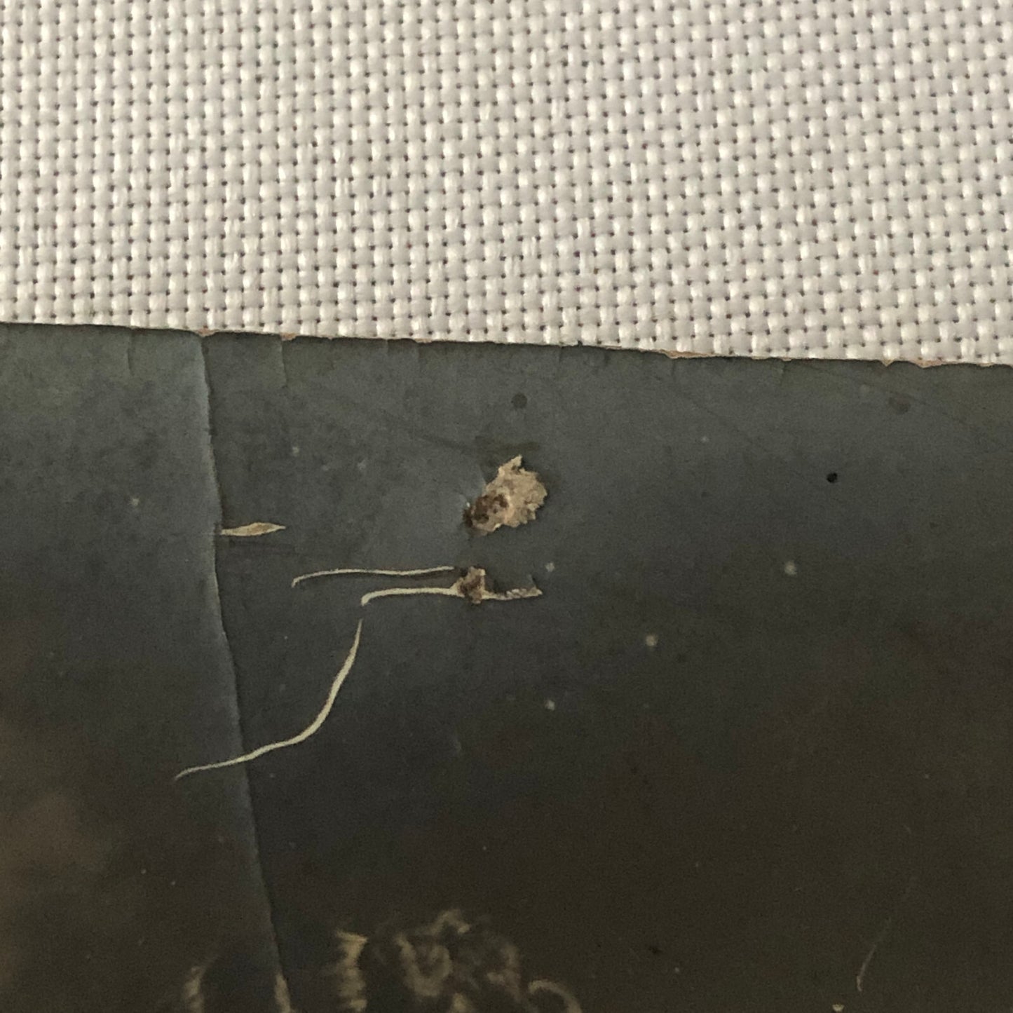 Circus Performer Dancer Dancing Real Photo Postcard Post Card RPPC Vintage