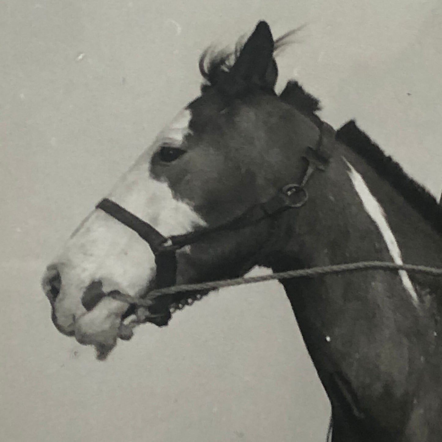Native American Indian Aboriginal Man on Horseback Circus Photo Photograph