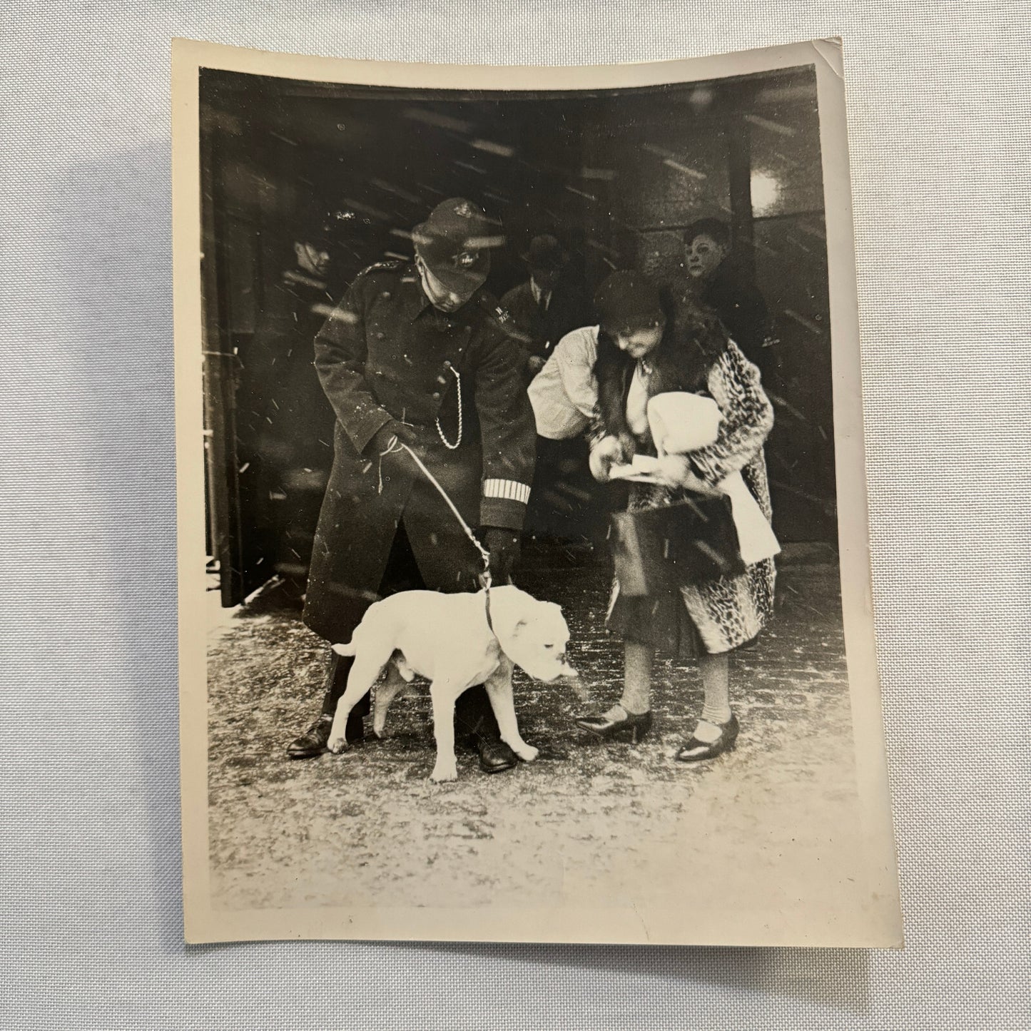 1932 British Dog Show Keystone Press Photo Photograph Crufts Dog Show