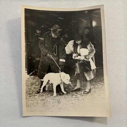 1932 British Dog Show Keystone Press Photo Photograph Crufts Dog Show