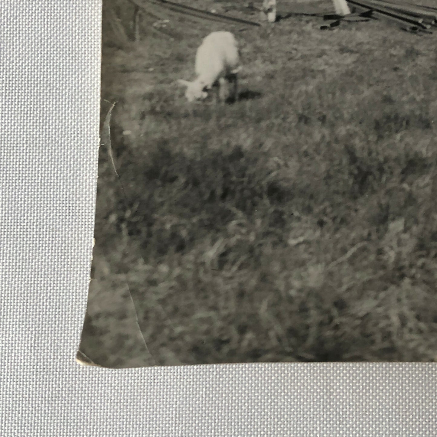 Antique Vintage Factory Company Photo Photograph ERGO Trailer Denmark ?
