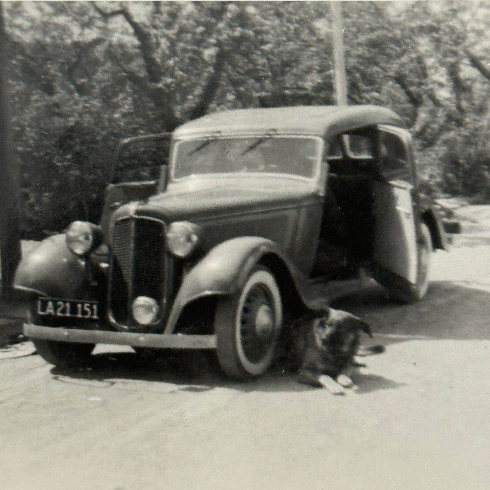 Dog with Antique Car Automobile Photo Photograph Lot of 2x Vintage