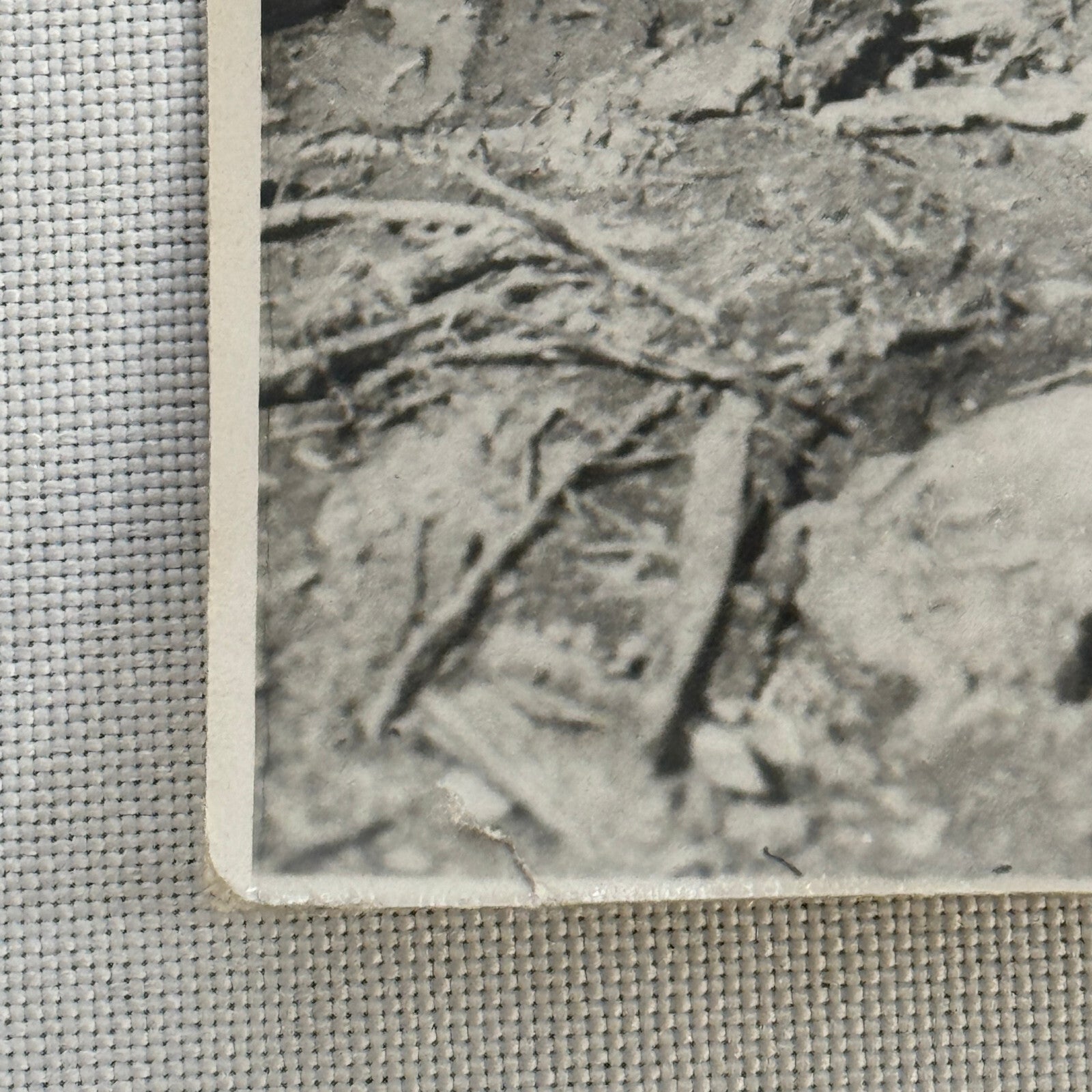 Vintage Photo Photograph Print Bear Cub with Truck