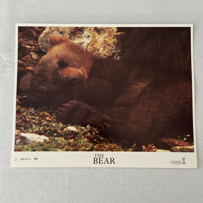 Vintage Movie Film Lobby Card The Bear Tri Star Release 1989