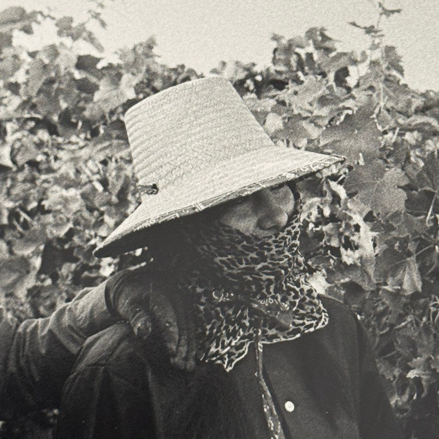 United Farmworkers Union Strike Labour Labor Canada Press Photo Photograph