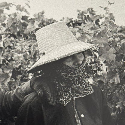 United Farmworkers Union Strike Labour Labor Canada Press Photo Photograph