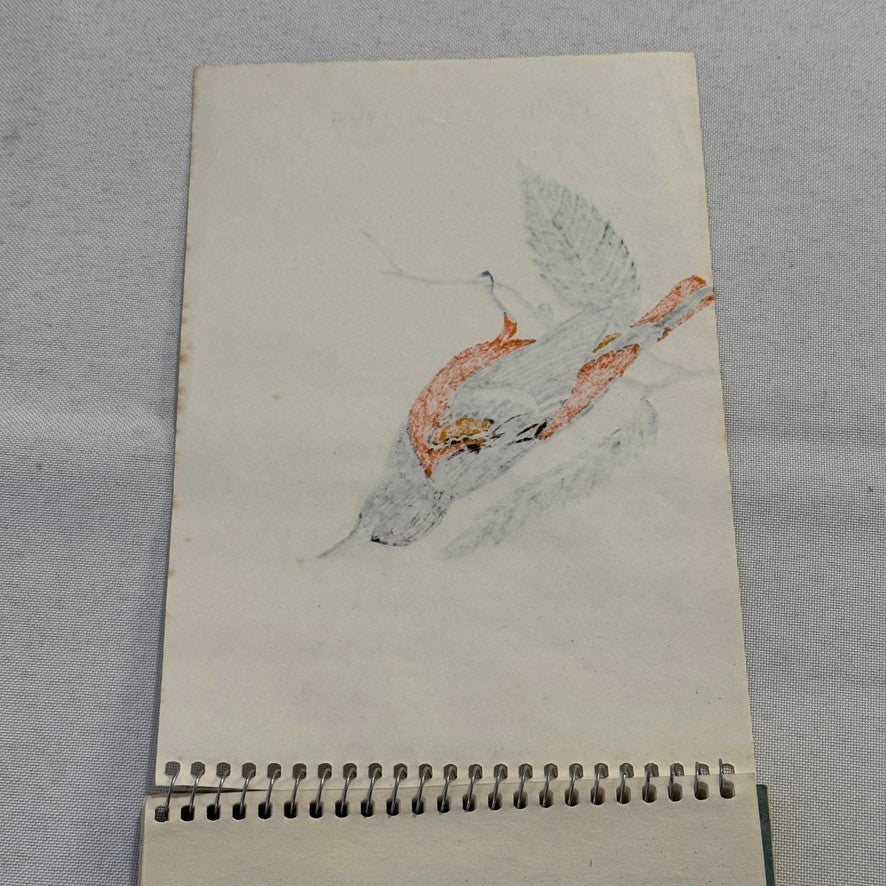 Vintage Bird Art Illustration Sketchbook Baltimore Oriole Grosbeak Nighthawk