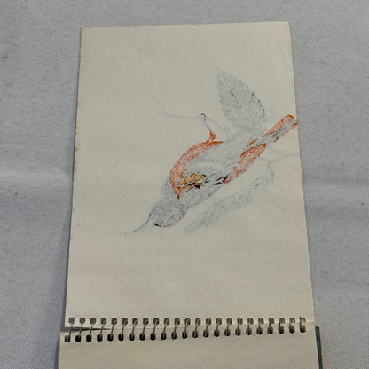 Vintage Bird Art Illustration Sketchbook Baltimore Oriole Grosbeak Nighthawk