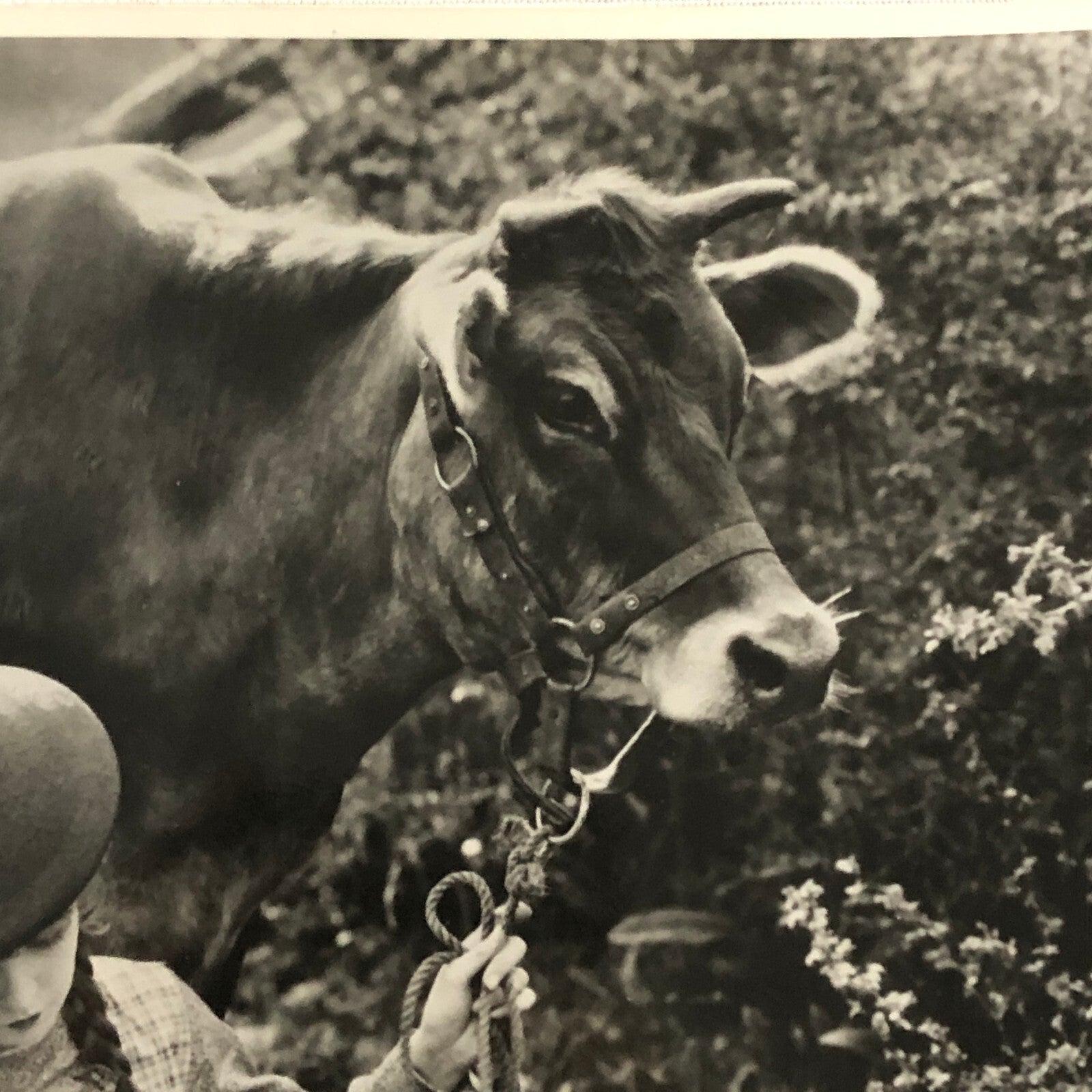 True Heart Susie Vintage Movie Film Still Photo Photograph Modern Print