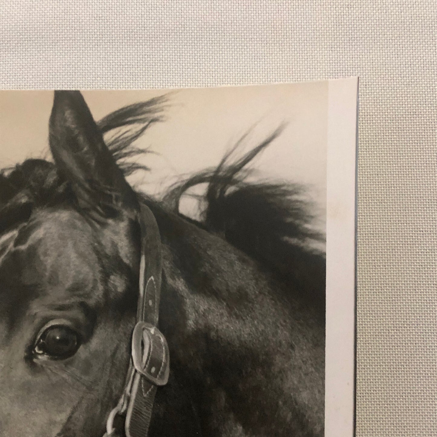 Vintage Horse Racing Photo Photograph Woodbine Racetrack King Gorm Phil Boylen