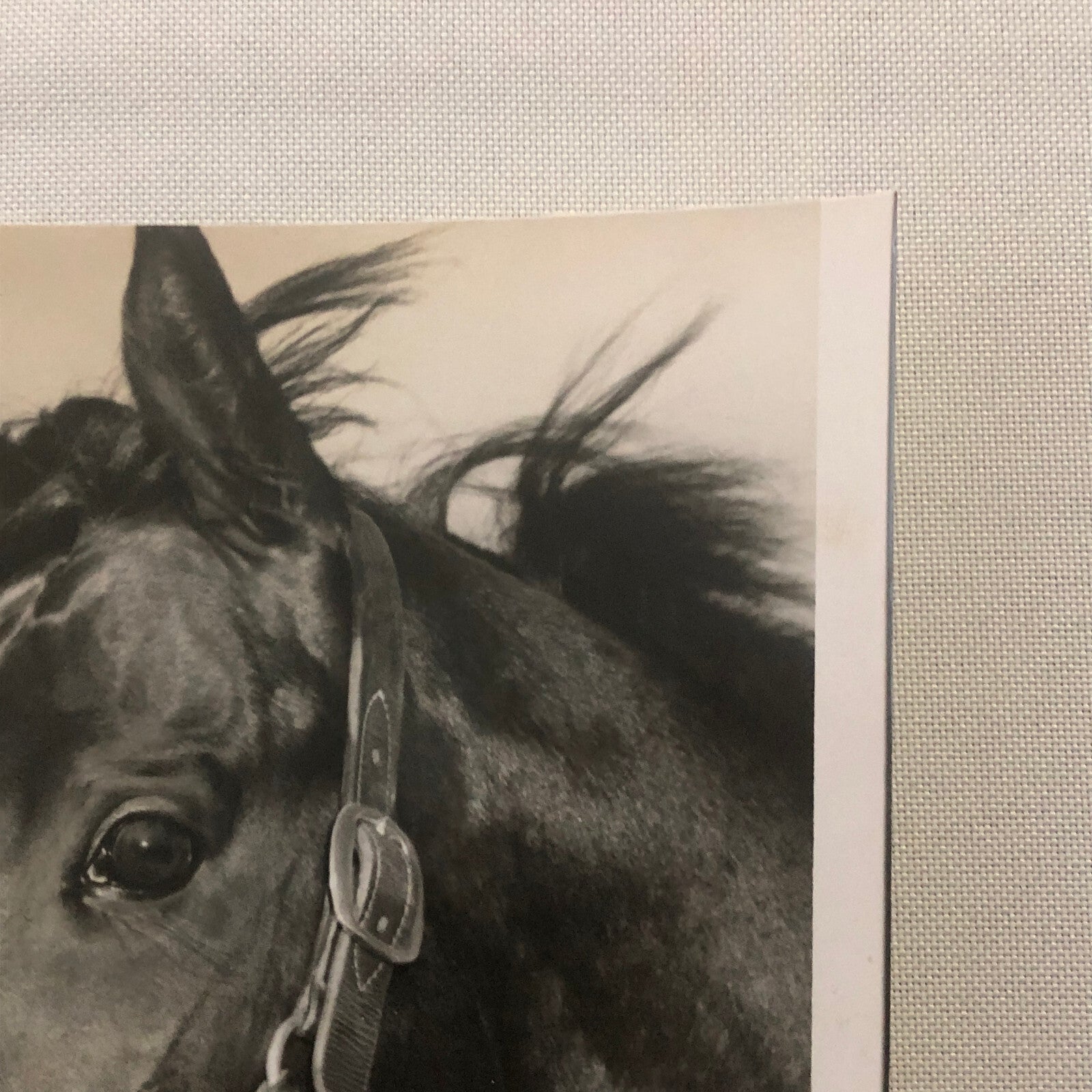 Vintage Horse Racing Photo Photograph Woodbine Racetrack King Gorm Phil Boylen