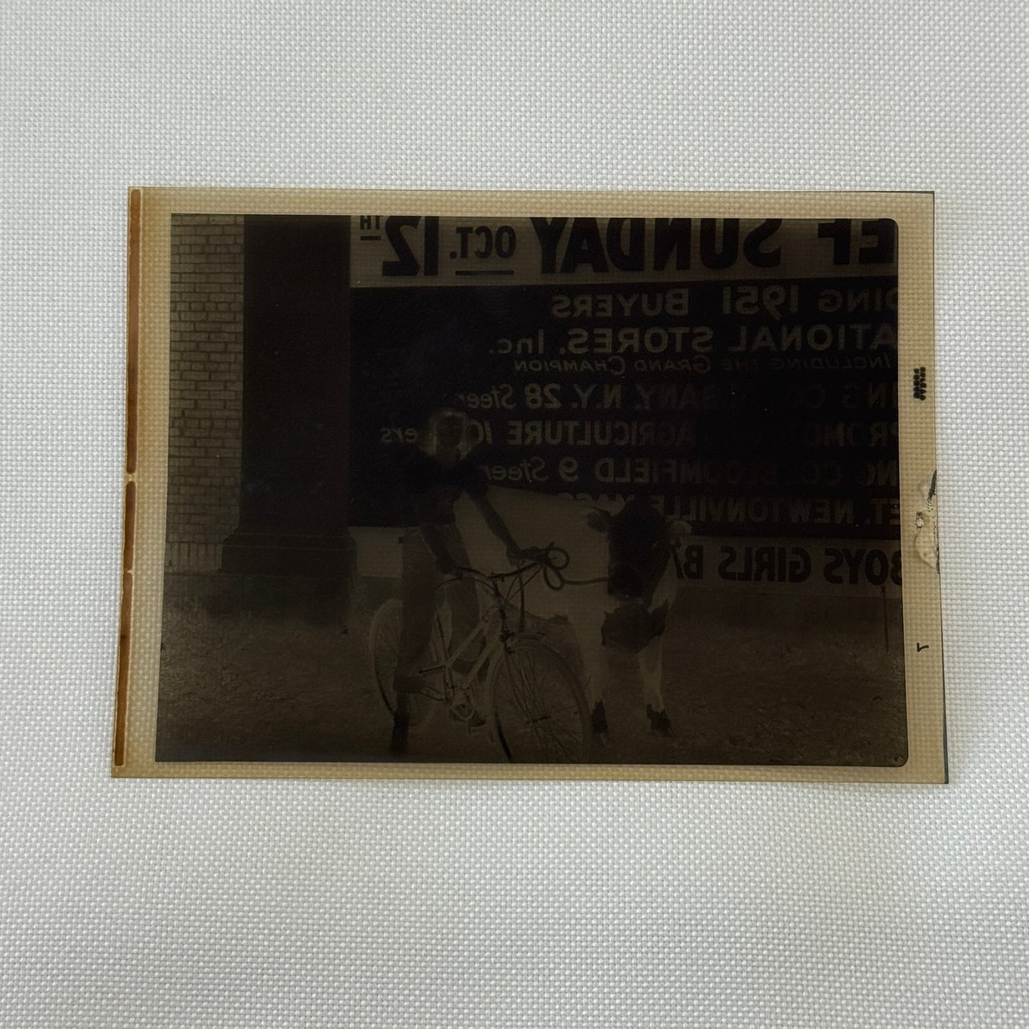 Vintage Photo Negative and Print Child on Bicycle with Cow 1952
