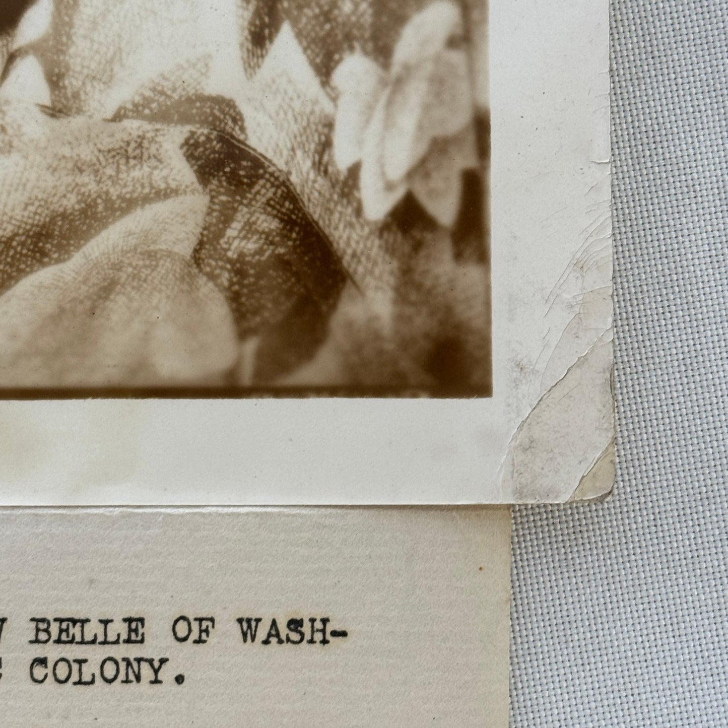 1933 Society Woman Press Photo Photograph Mexican Embassy Washington DC