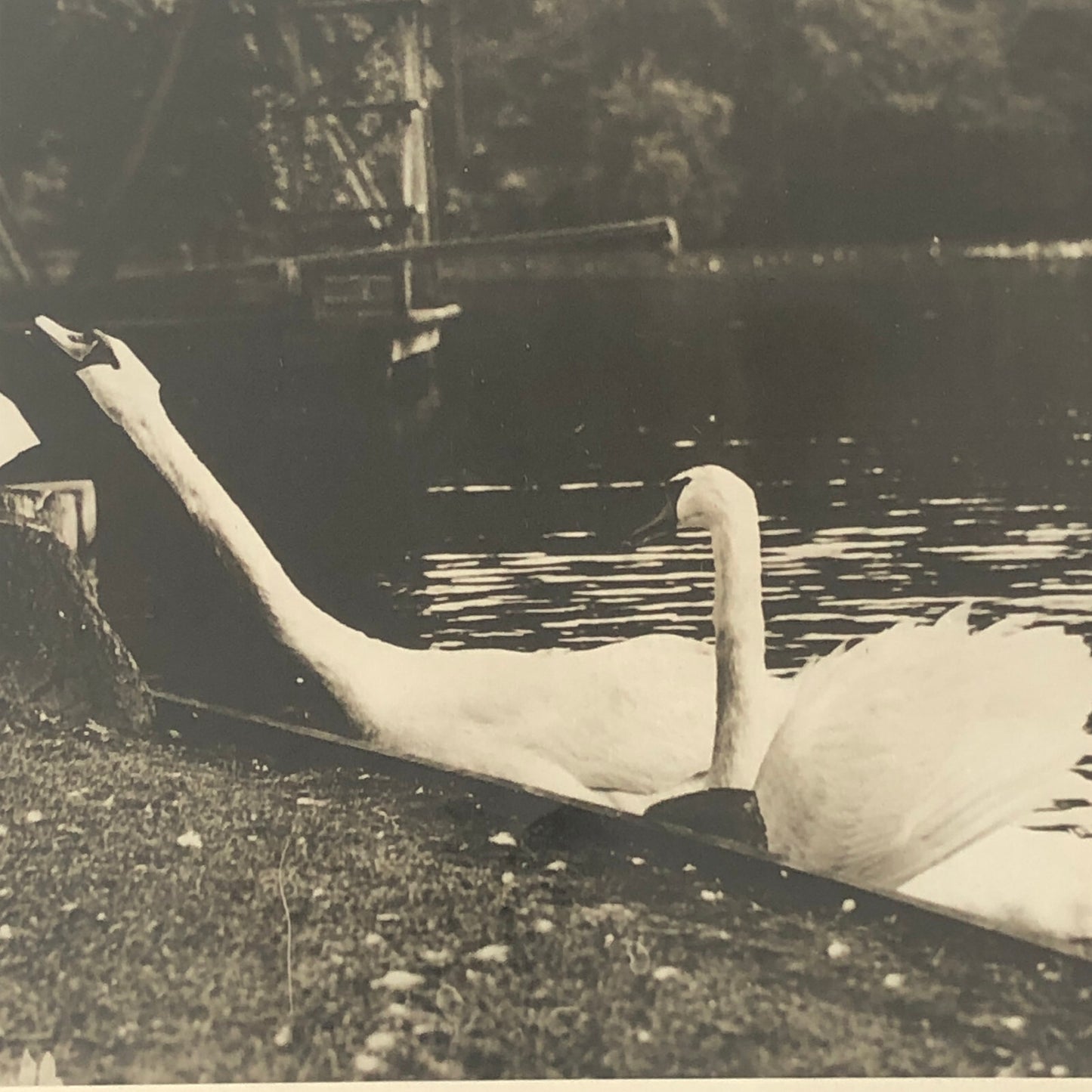 Vintage Press Photo photograph Tennis Star Helen Wills Moody with Swans England