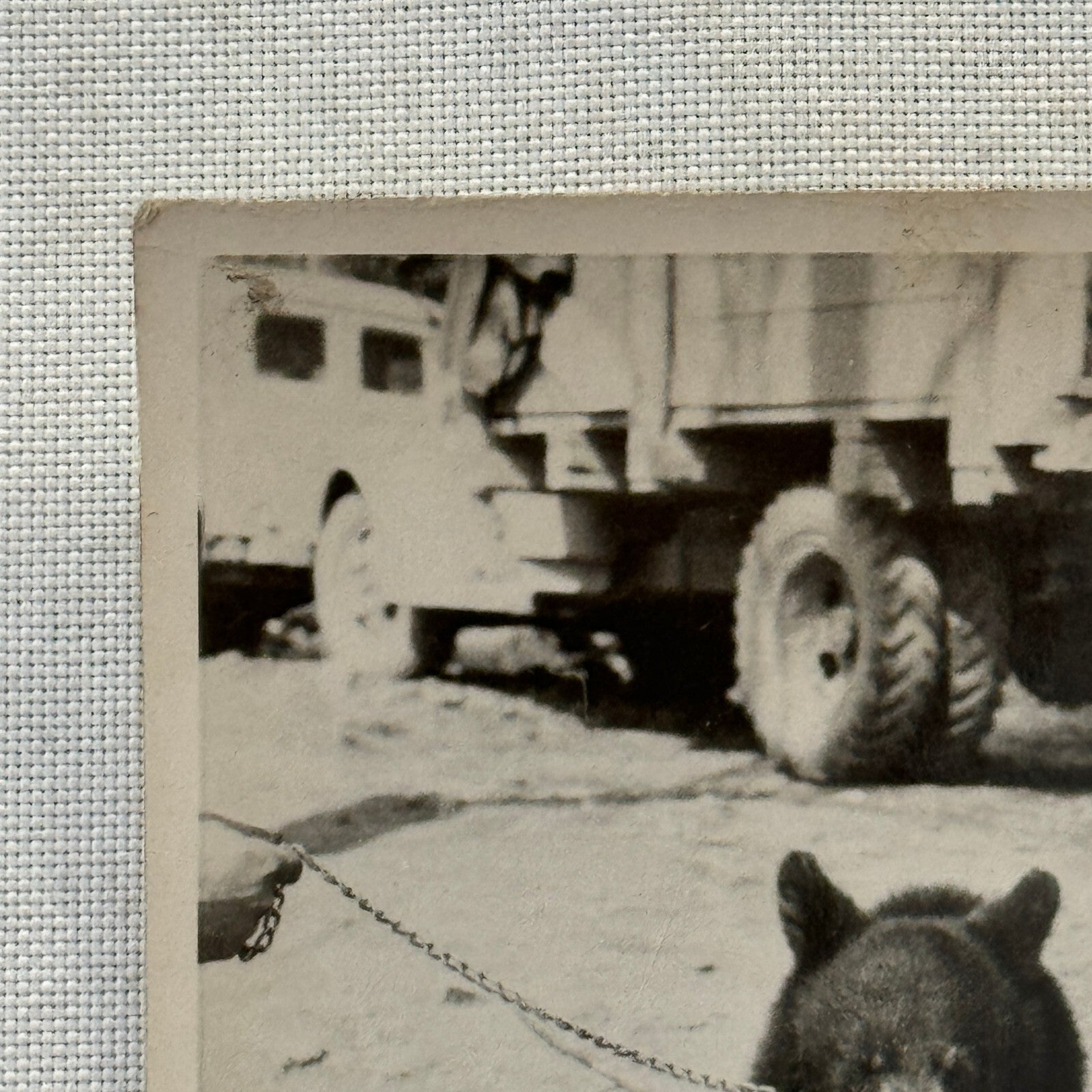 Vintage Photo Photograph Print Bear Cub with Truck