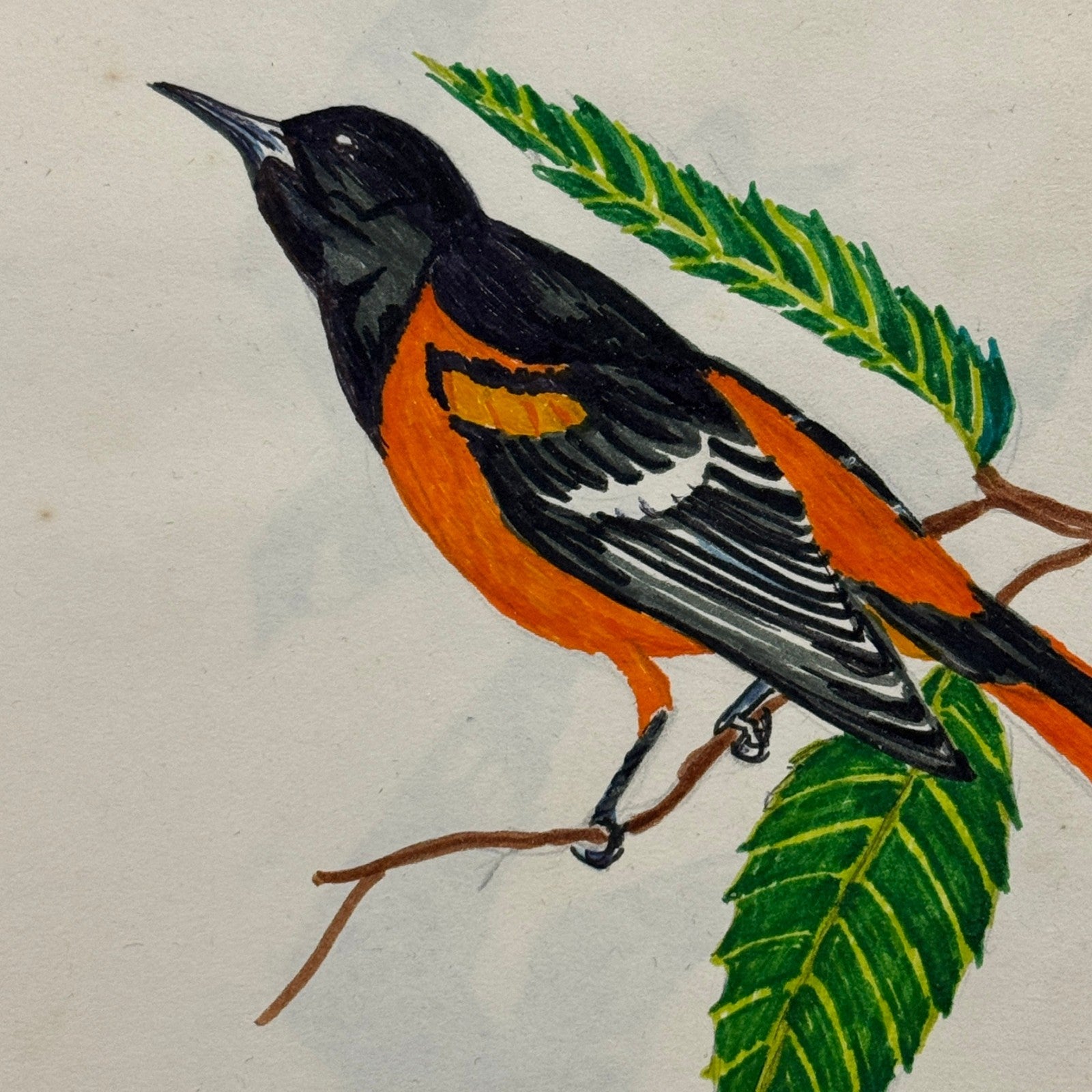 Vintage Bird Art Illustration Sketchbook Baltimore Oriole Grosbeak Nighthawk