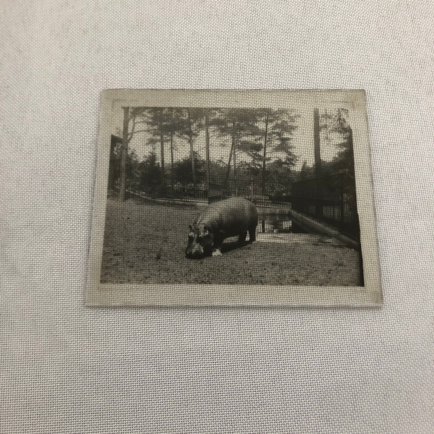 Glass Plate Lantern Slide Hippopotamus Hippo Animal Antique Vintage