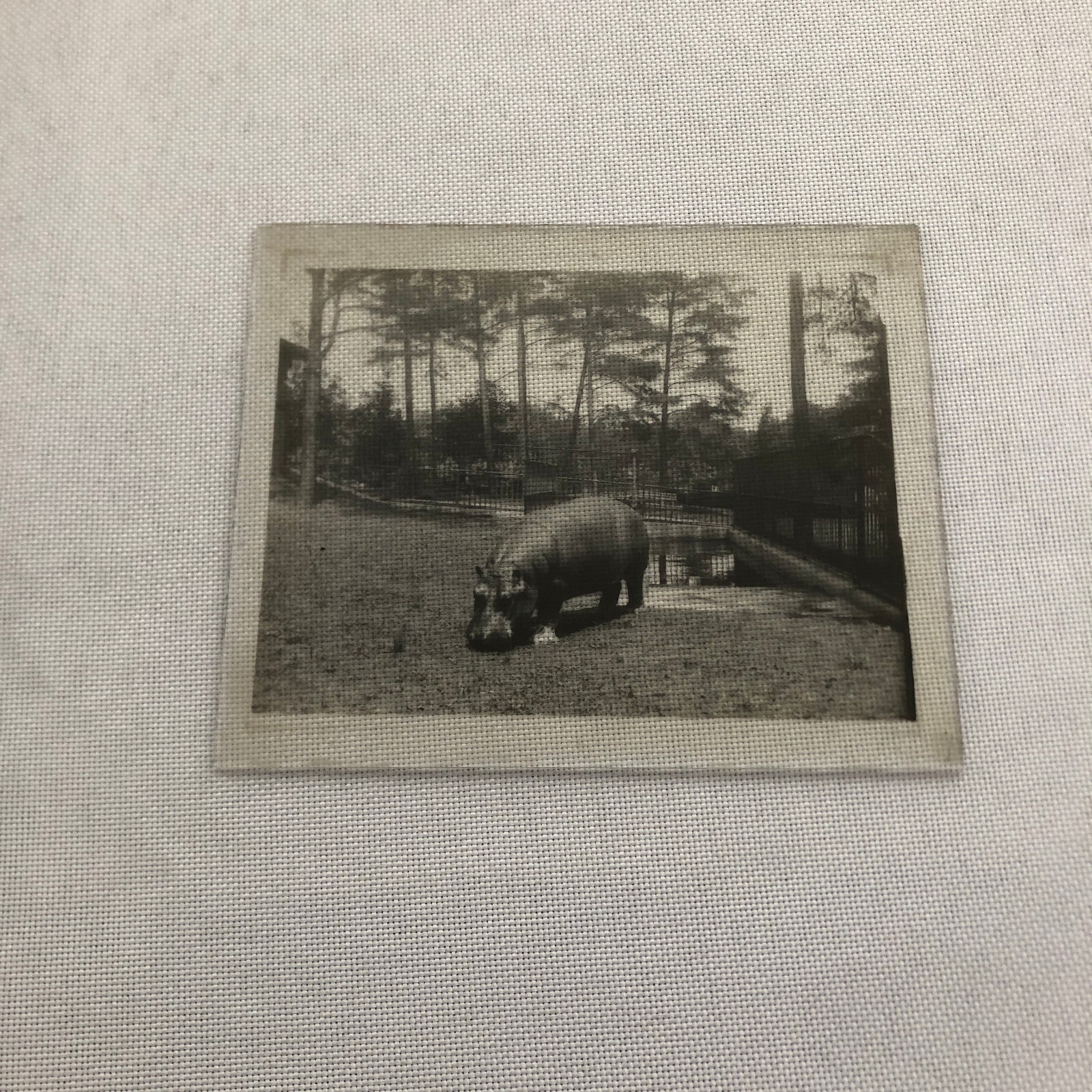 Glass Plate Lantern Slide Hippopotamus Hippo Animal Antique Vintage