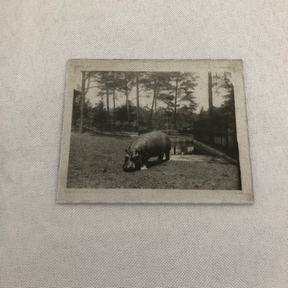 Glass Plate Lantern Slide Hippopotamus Hippo Animal Antique Vintage