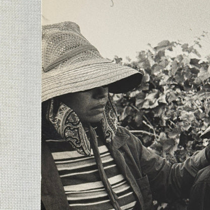 United Farmworkers Union Strike Labour Labor Canada Press Photo Photograph