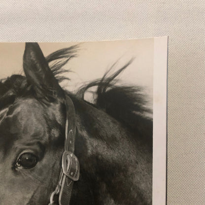 Vintage Horse Racing Photo Photograph Woodbine Racetrack King Gorm Phil Boylen