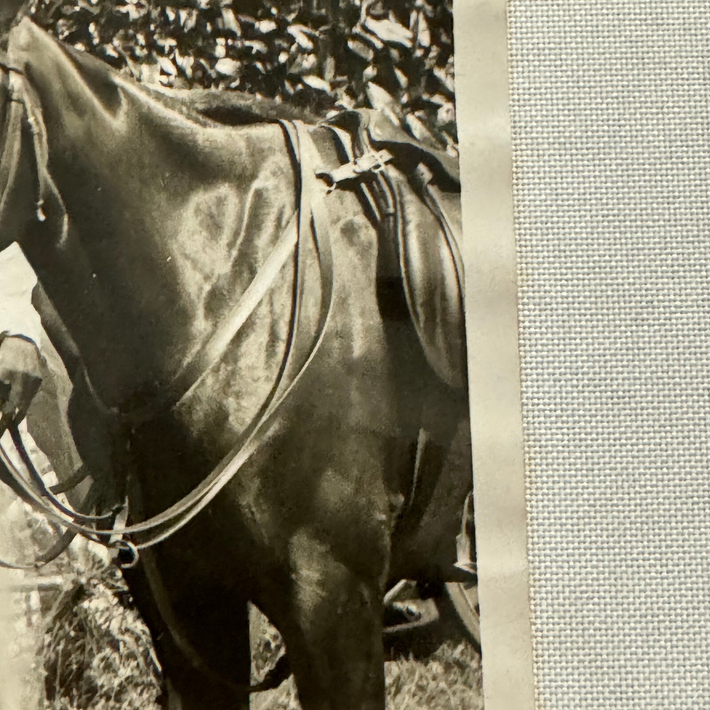 1934 Wedding Press Photo Photograph Horses British Nobles