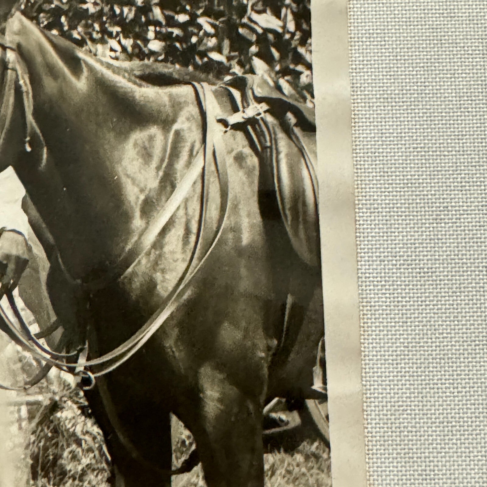 1934 Wedding Press Photo Photograph Horses British Nobles