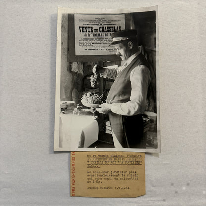 French Press Photo Photograph Gardener Weighing Grapes 1934 Agence Trampus